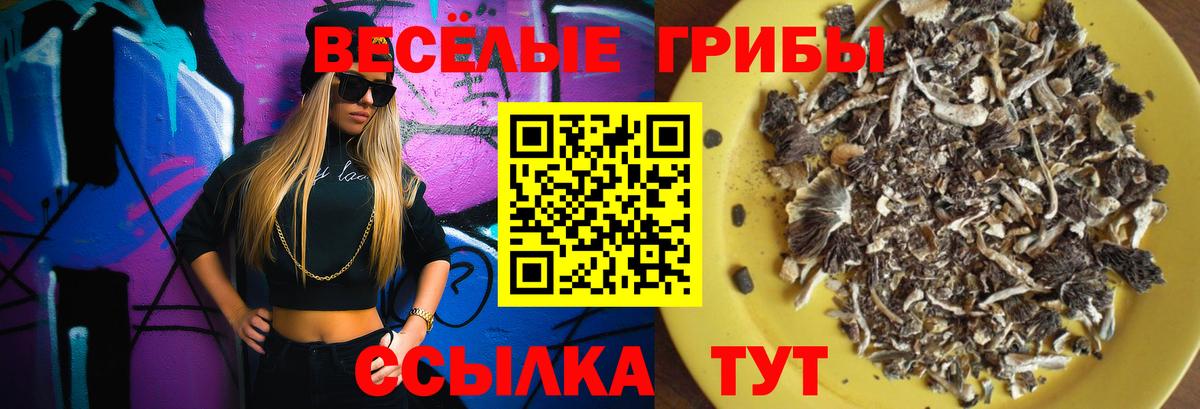 Псилоцибиновые грибы Psilocybe  купить наркотики цена  Вход с VPN  Мирный  Псилоцибиновые грибы Psilocybe 